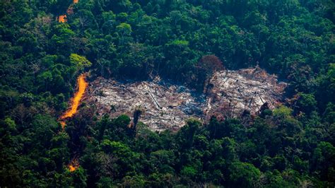 deforestation   big   threat     planet
