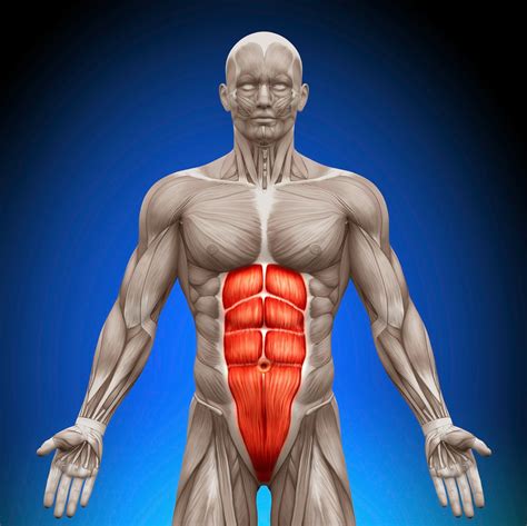 body facts  abdominal muscles   function fitness  muscle