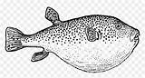 Saltwater Pufferfish sketch template