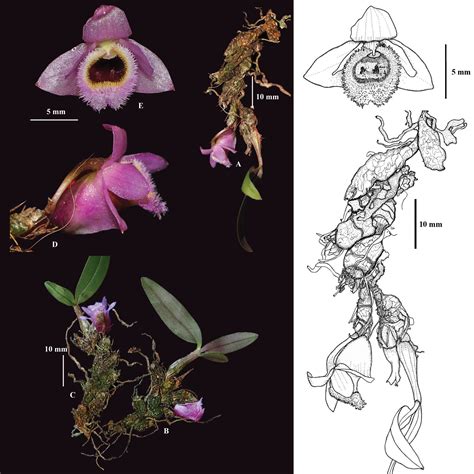 species   science botany  dendrobium fuscifaucium