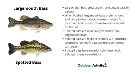 Largemouth Bass Vs Spotted Bass Outdoors Activity