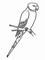 Parrot Coloring Parakeet Pages Bird Sketch Para Periquito Colorear Color Birds Clipart Printable Supercoloring sketch template