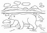 Coloring Pole North Coloring4free Polar Bear Pages Related Posts sketch template