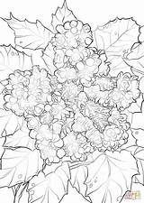 Coloring Grape Oregon Flowers Pages Drawing Categories sketch template
