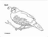 Coloring Quail Pages Freeology Also May sketch template