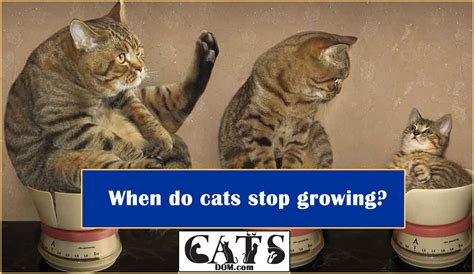 The Life Stages Of Cats When Do Cats Stop Growing Catsdom
