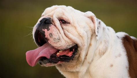 english bulldog breed profile top dog tips