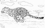 Cheetah Netart Prey Wasteland sketch template