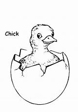 Coloring Hatching Chick sketch template
