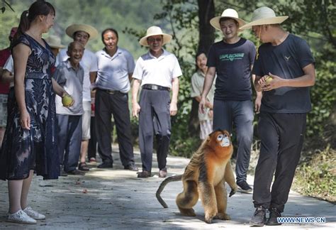 people   harmony  golden snub nosed monkey  yangxian county
