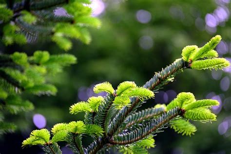 conifer spruce tree  photo  pixabay