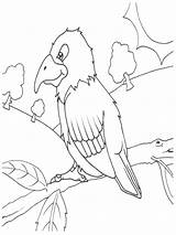 Burung Mewarnai Paud Marimewarnai Beo Diwarnai Binatang Dhea Kumpulan Redshop sketch template