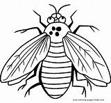 Coloring Pages Fly Bugs Printable Bug Color Kids Sheets Sheet Animals Insects Printables Letscolorit Animal Salvo sketch template