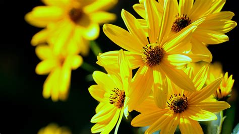 beautiful yellow flowers backgrounds yodobi