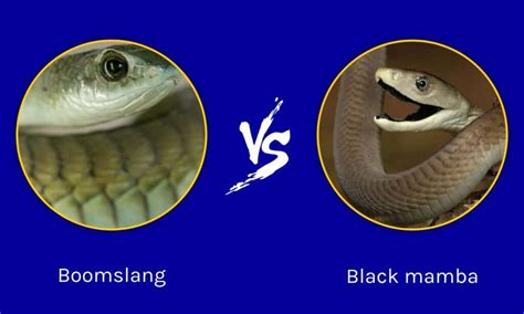 Boomslang Vs Black Mamba What Are The Differences Imp World