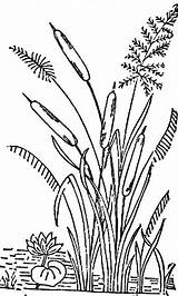 Cattails Drawing Reeds Flower Plant Painting Silhouette Tails Choose Cat Board Cattail sketch template