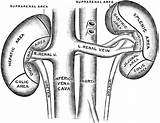 Kidney Kidneys Renal Vena Nieren Surfaces Kreatinin Concepto sketch template