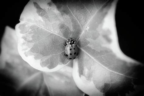 ladybug black and white photograph by carrie armstrong