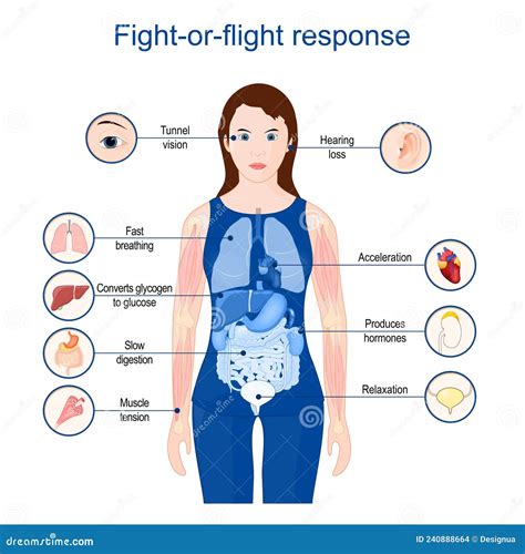 fight  flight  freeze acute stress response stock vector