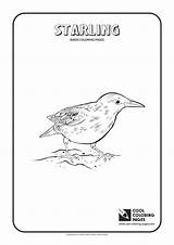 Starling Coloring Pages Cool Print Birds 1654 09kb sketch template