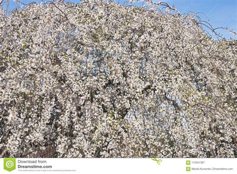 weeping yoshino cherry tree  blossom stock image image  landscape