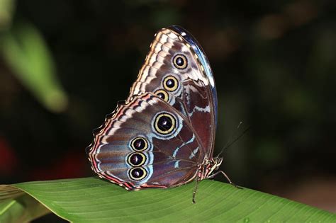 blue morpho butterflies   survive stlouis reeme