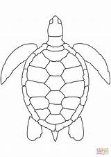 Coloring Sea Turtle Pages Printable sketch template