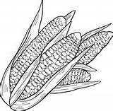 Corn Cobs Maize Pages Supercoloring sketch template