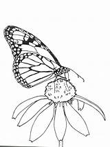 Butterfly Monarch Designlooter sketch template