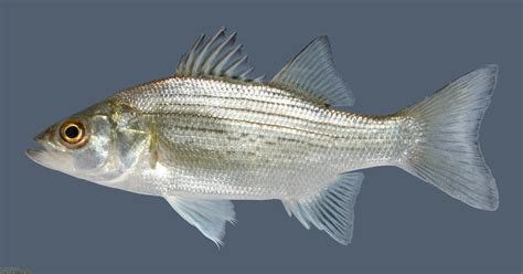 state fish white bass bass fishing pet birds pets animals oklahoma