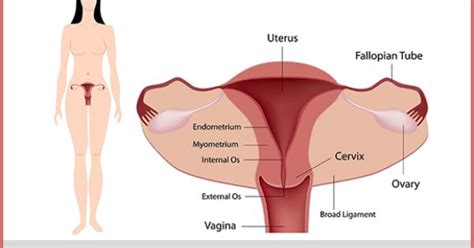 Some Causes Of Vaginal Laxity Are Multiple Vaginal Births