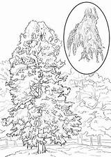 Disegni Cypress Cipresso Swamp Coloring Calvo sketch template