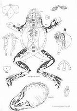 Frog Dissection sketch template