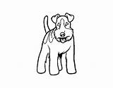 Terrier Fox Dog Coloring Pages Dogs Toy Coloringcrew Template sketch template