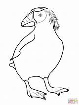 Puffin Coloring Pages Drawing Printable Color Bird Getdrawings Popular Getcolorings Template Coloringhome Tufted sketch template