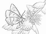 Butterfly Coloring Pages Butterflies Hairstreak Brown Drawing Flowers Printable Color sketch template