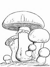Mushroom Coloring Pages Mushrooms Clipart Fungi Printable Color Spores sketch template