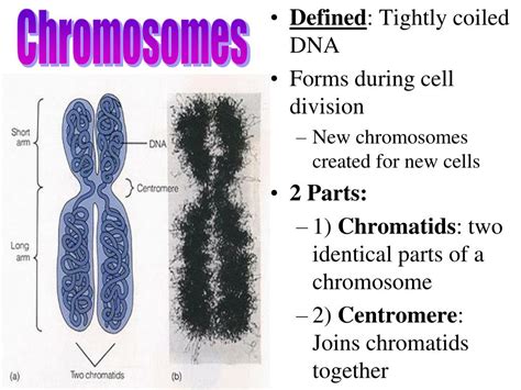 Ppt Chromosomes Powerpoint Presentation Free Download Id 6716387