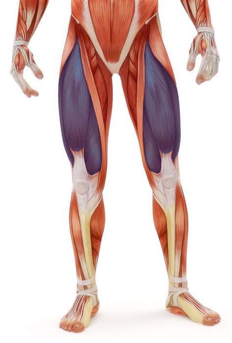 quadricep strengthening exercises stand   joint pain kit