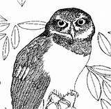 Spectacled Owl Coloring 248px 79kb sketch template