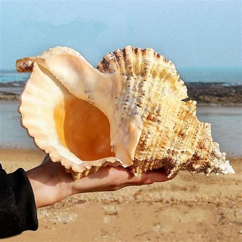 natural conch shell furnishing marine decoration lovely large etsy