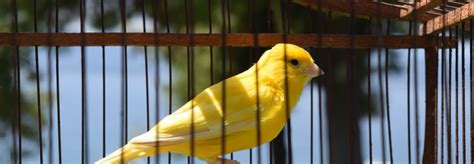 breeding  canary  goldfinch mule mbirdtraining