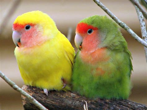 The Colour Of Love Two Peach Faced Lovebirds Lovebirds