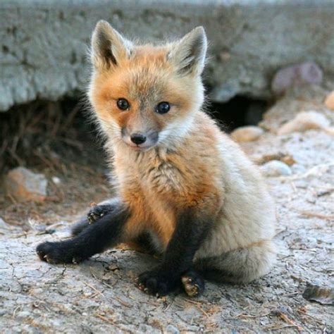 Adorable Little Red Fox Kit Foxes