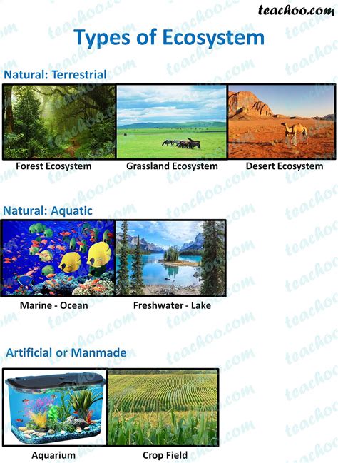 ecosystem definition structure  function types teachoo
