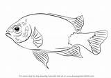 Damselfish Draw Drawing Step Fishes Tutorials sketch template