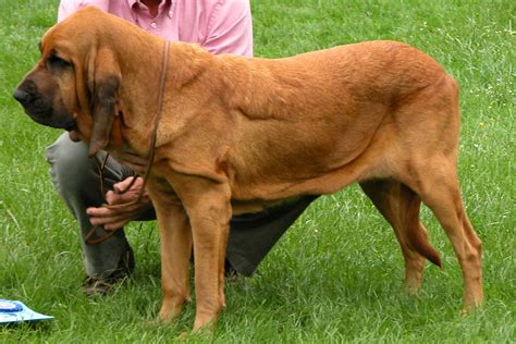 bloodhound info temperament puppies pictures