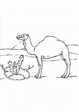 Coloring Pages Desert Camel sketch template