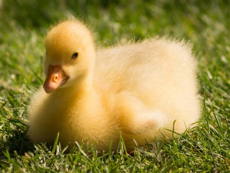 adopt  duck