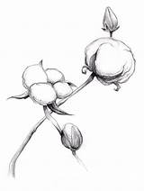 Cotton Plant Drawing sketch template